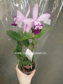 Каттлея розовая с фиолетовой губой орхидея О215 купить в Москве