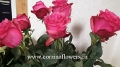 Букет крупных малиновых роз Лола SR247 купить в Москве