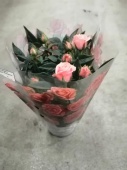 Роза кордана розово-оранжевая в горшке DZ763 купить в Москве