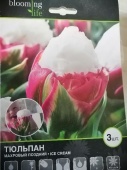 Тюльпан махровый Айскрим луковицы L358 купить в Москве