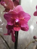 Фаленопсис Мутант бабочка Павороти орхидея О487 купить в Москве