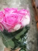9  розовых роз Аваланч Кэнди срезка SR783 купить в Москве