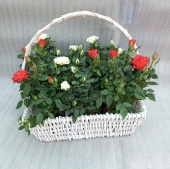 Розы горшечные в Белой корзине Квадро подарочные KM1031 купить в Москве