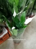 Спатифиллум Свит Чикко женское растение DZ69 купить в Москве