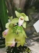 Цимбидиум зелено-розовый орхидея О418 купить в Москве