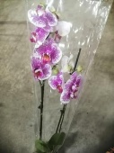Орхидея фаленопсис гибрид О534 купить в Москве