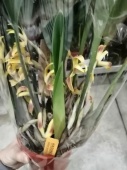Максиллярия желто-оранжевая орхидея О675 купить в Москве