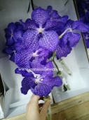 Орхидеи Ванда блю меджик, фиолетовая срезка SR246 купить в Москве