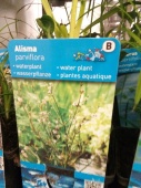 Частуха болотная растение для водоема OG1687 купить в Москве