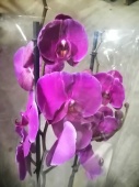 Фаленопсис гибрид орхидея О540 купить в Москве