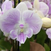 Орхидея фаленопсис биг лип Кисс Ксандау О1003 купить в Москве