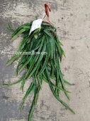 Леписмиум Круциформис подвесной кактус KR2310 купить в Москве