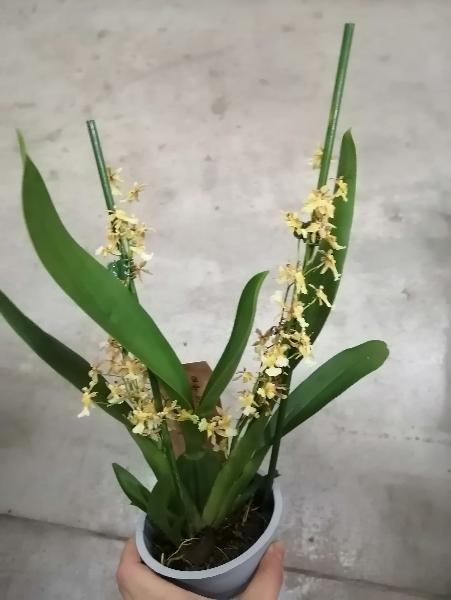 Онцидиум гибрид орхидея О696 купить в Москве с доставкой - Корзина Цветов