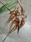 Бульбофиллум орхидея О646 купить в Москве