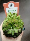 Дросера Алисия, мухоловка, растение хищник KR2180 купить в Москве