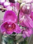 Орхидея фаленопсис пелорик гибрид О439 купить в Москве