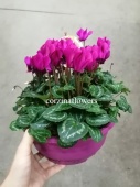 Цикламен пурпурный подарочный KM462 купить в Москве
