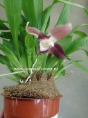 Кохлеантес бордовый орхидея О214 купить в Москве