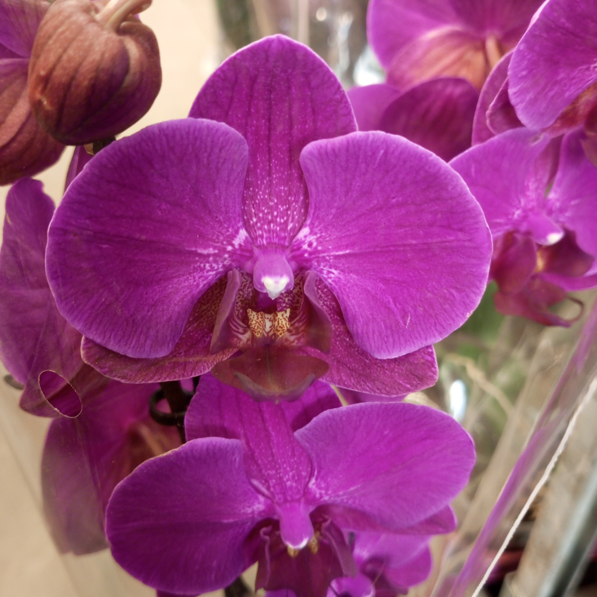 Фаленопсис Стелленбош орхидея О967 купить в Москве с доставкой - Корзина  Цветов