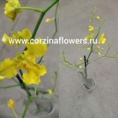 Орхидея Онцидиум Oncidium Gibrid О74 купить в Москве