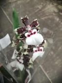 Камбрия гибрид орхидеяО641 купить в Москве