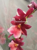 Орхидея Камбрия Нелли Ислер 1 ст О7 купить в Москве