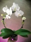Фаленопсис Вайт арка орхидея О858 купить в Москве