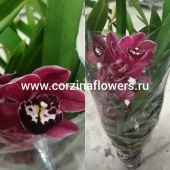 Орхидея Цимбидиум бордовый О168 купить в Москве
