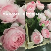 Ранункулус розовый Клуни леди срезка SR92 купить в Москве