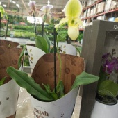 Пафиопедилум Пиноккио желтый орхидея O921 купить в Москве
