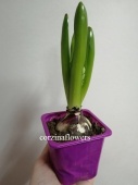 Растение Гиацинт фиолетовый в горшке OG781 купить в Москве