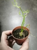 Бовиэя каудексное растение KR2968 купить в Москве