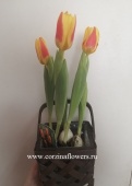 5 тюльпанов в корзине Браун KM365 купить в Москве