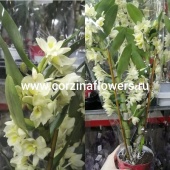 Орхидея Дендробиум Нобиле желтый О156 купить в Москве