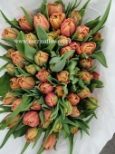 50 шт пионовидных тюльпан Дабл Каракас срезка SR256 купить в Москве