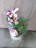 Орхидея Каттлея зелено-фиолетовая О918 купить в Москве