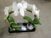 Фаленопсис Формидабло арка орхидея KM472 купить в Москве
