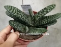 Гастерия суккулент Гастерия суккулент