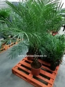 Финик Робелини 170-190 см пальма KR776 купить в Москве