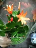 Рипсалидопсис оранжевый кактус KR2357 купить в Москве