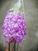 Орхидеи Дендробиум сиренево-белый 9 шт срезка SR128 купить в Москве