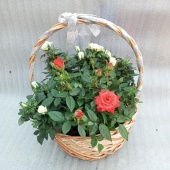 Розы горшечные в корзине Спира подарочные KM1029 купить в Москве
