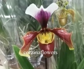 Пафиопедилум гибрид 228 орхидея O228 купить в Москве