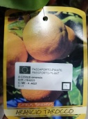 Цитрус Апельсин Синенсис аранчио Тарроко KR3112 купить в Москве