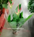Геликония тропическое растение купить в Москве