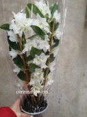 Орхидея Дендробиум Нобиле Белый 1,2,3 ст О55 купить в Москве