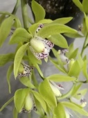 Орхидея Цимбидиум Каскад грин подвесной О882 купить в Москве
