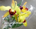 Орхидея Каттлея в горшке купить в Москве