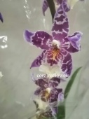Камбрия гибрид 268 орхидея О268 купить в Москве
