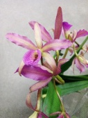Орхидея Каттлея розовая О940 купить в Москве